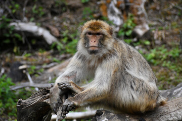 Japanese macaque sitting on tree