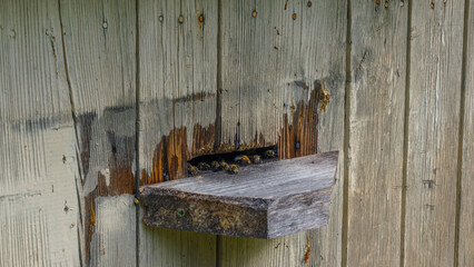 Bees at beehive entrance. Close-up of flying bees. Wooden beehive and bees. Working bees collecting yellow pollen.