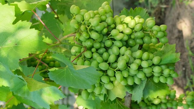 Bunch of unripe grapes growing on vine at a farm. Closeup of white grapes on vine in bright sunlight. Green grapes bunch. Grape fruit in garden outdoors swinging in the wind slow motion