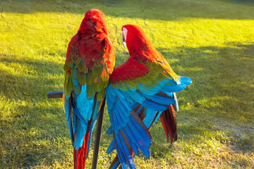 Two beautiful bright macaw parrots, parrots on the street with bright red feathers © Ulia Koltyrina