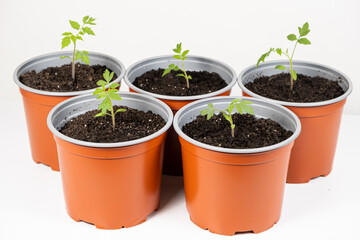 Growing tomatoes from seeds, step by step. Step 9 - planting seedlings.