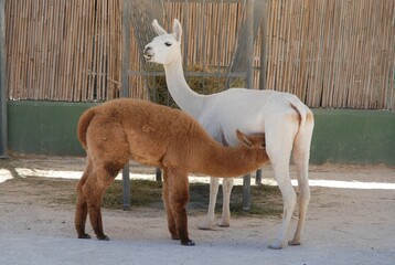 Fototapeta premium lama