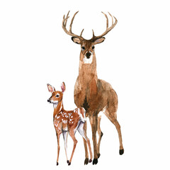 Beautiful stock illustration with hand drawn watercolor forest wild deer animal with baby. Clip art image.