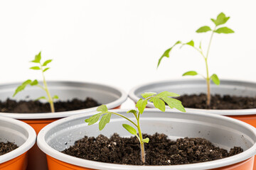 Growing tomatoes from seeds, step by step. Step 9 - planting seedlings.