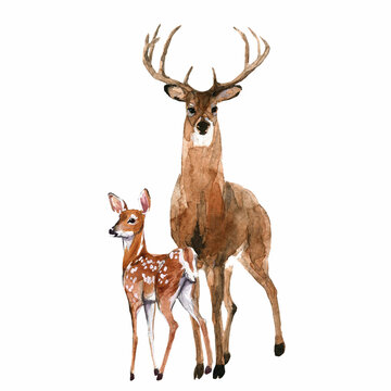 Beautiful stock illustration with hand drawn watercolor forest wild deer animal with baby. Clip art image.