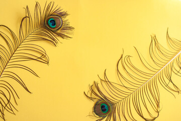 peacock feather on yellow background
