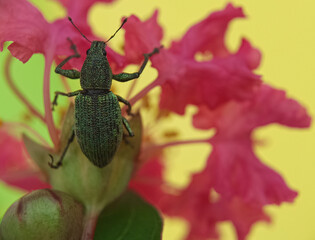 beetle on a leaf