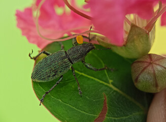 bug on leaf