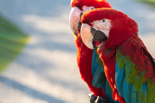 Imagens de Transfixed – Explore Fotografias do Stock, Vetores e Vídeos ...