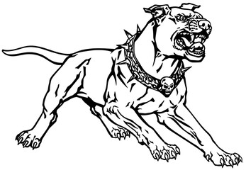 attacking dog wearing a spiked collar with a skull standing in an aggressive pose showing his teeth. Black and white isolated vector illustration 