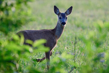 Roe deer fawn stands on meadow and looks curiously, summer, north rhine westphalia, germany, (capreolus capreolus)