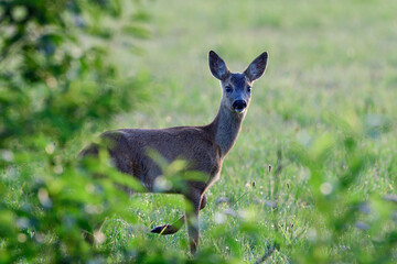 Roe deer fawn stands on meadow and looks curiously, summer, north rhine westphalia, germany, (capreolus capreolus)