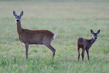 Roe deer female stands with her fawn on a meadow and looks attentively, summer, north rhine westphalia, germany, (capreolus capreolus)
