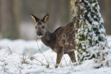 Roe deer female standing on forest meadow in snow and looking, winter, lower saxony, germany, (capreolus capreolus)