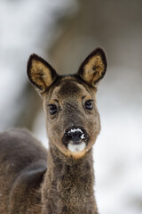 Roe deer female standing on forest meadow in snow and looking, head portrait, winter, lower saxony, germany, (capreolus capreolus)