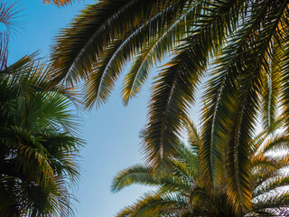 Naklejka na ściany i meble Frame of palm trees against the sky, free space in the center. Tropical landscape, island holidays