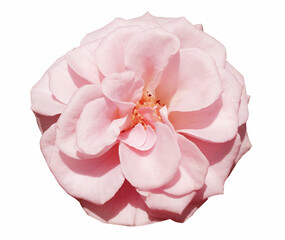 Pink rose isolated on white background with clipping path.