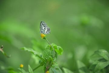 butterfly on a flower, Castalius rosimon