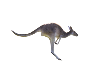 Beautiful kangaroo running and jumping on white background isolated. Perth, Western Australia, Australia