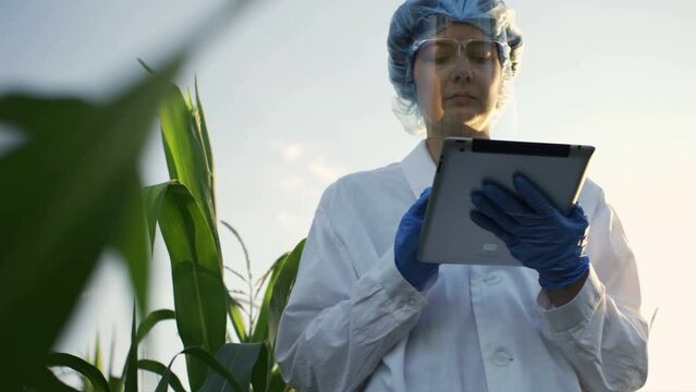 Researcher experimenter conducts an experiment on a plantation of corn cobs, New technologies for growing corn and other cereals. Doctor bio-chemist in a protective suit with glasses
