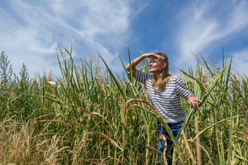 A blond woman looking out from the corn field.