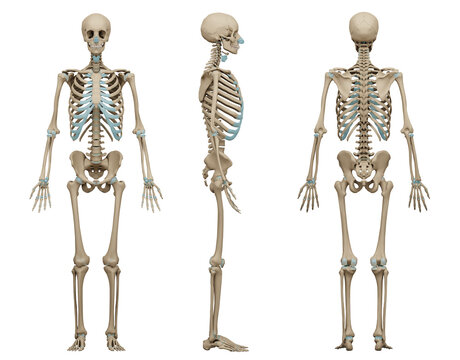 3d rendered medically accurate illustration of a human skeleton. 3D illustration.