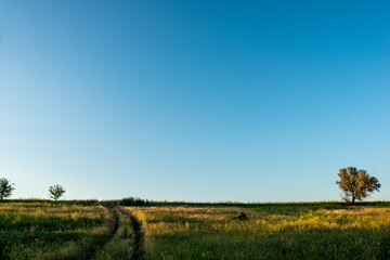 Obraz premium Sunset in summer . Beautiful field and forest . Green forest , evening . Nature landscape . Blue sky over the field . Sky and nature . Landscape in the forest 