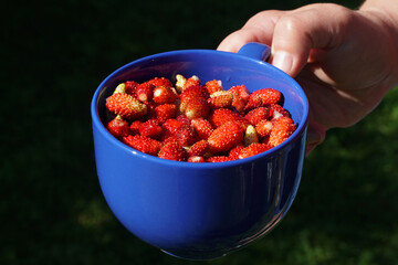 Ripe wild strawberries in a bowl held by a woman's hand. Garden strawberries in a bowl. Natural berries are a source of vitamins and are good for health