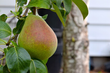 Red Speck Pear 03