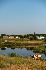 cows on the lake