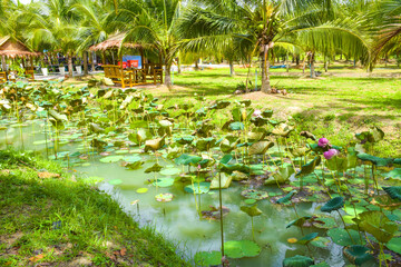 Fototapeta na wymiar Pink flower blossoms and lotus leaves are beautiful in the water garden