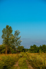 Obraz premium tree on the hill