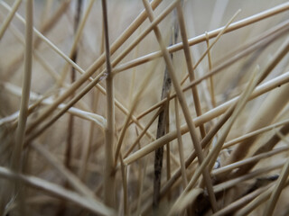 close up about dried grass, dark background, selective blurred focus