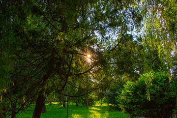 Obraz premium sun rays in the forest