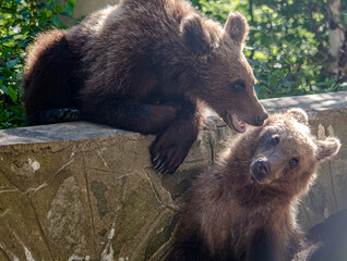 Bear kiss