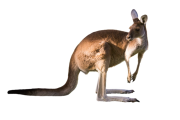 Beautiful kangaroo standing in alert position Perth, Western Australia, Australia