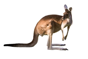 Foto op Plexiglas Beautiful kangaroo standing in alert position Perth, Western Australia, Australia © Alexander Sánchez