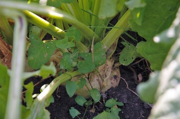 forage turnips grow in the field. not harvested