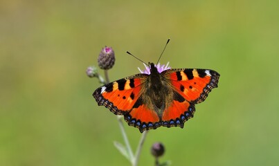 Obraz premium Aglais urticae 813