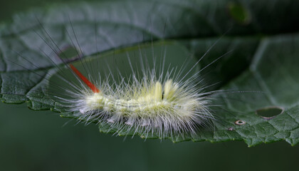 Buchen-Streckfuß Raupe - Calliteara pudibunda