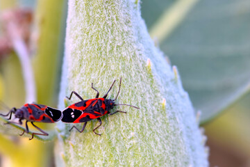 Two Milkweed Beetles 04