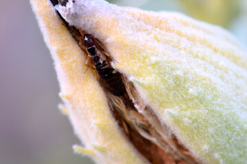 Earwig Beetle in Milkweed