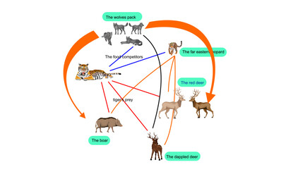 Food chain of siberian taiga ecosystem tiger wolf deer