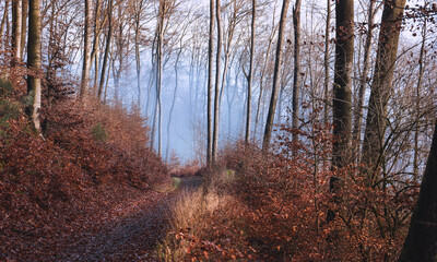 Hochwald Herbst Buchen Nebel Weg