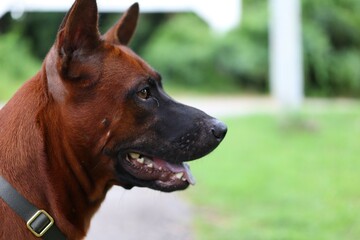 portrait of a dog