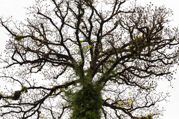 Beautiful of big tree in forest.