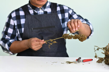 Close up of Agriculturist, Farmer or Gardener Man using scissors prune dried cannabis flower on the table, The process of producing dried cannabis flowers.