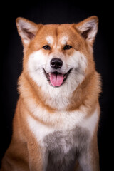 Portrait of Happy Akita Inu Dog