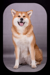 Portrait of Happy Akita Inu Dog