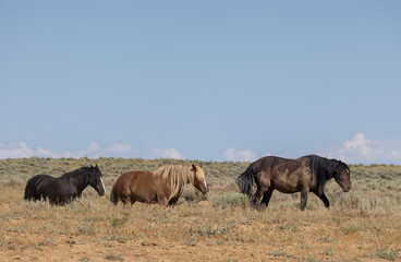 Naklejka na ściany i meble Wild Horses in Summer in the Wyoming Desert